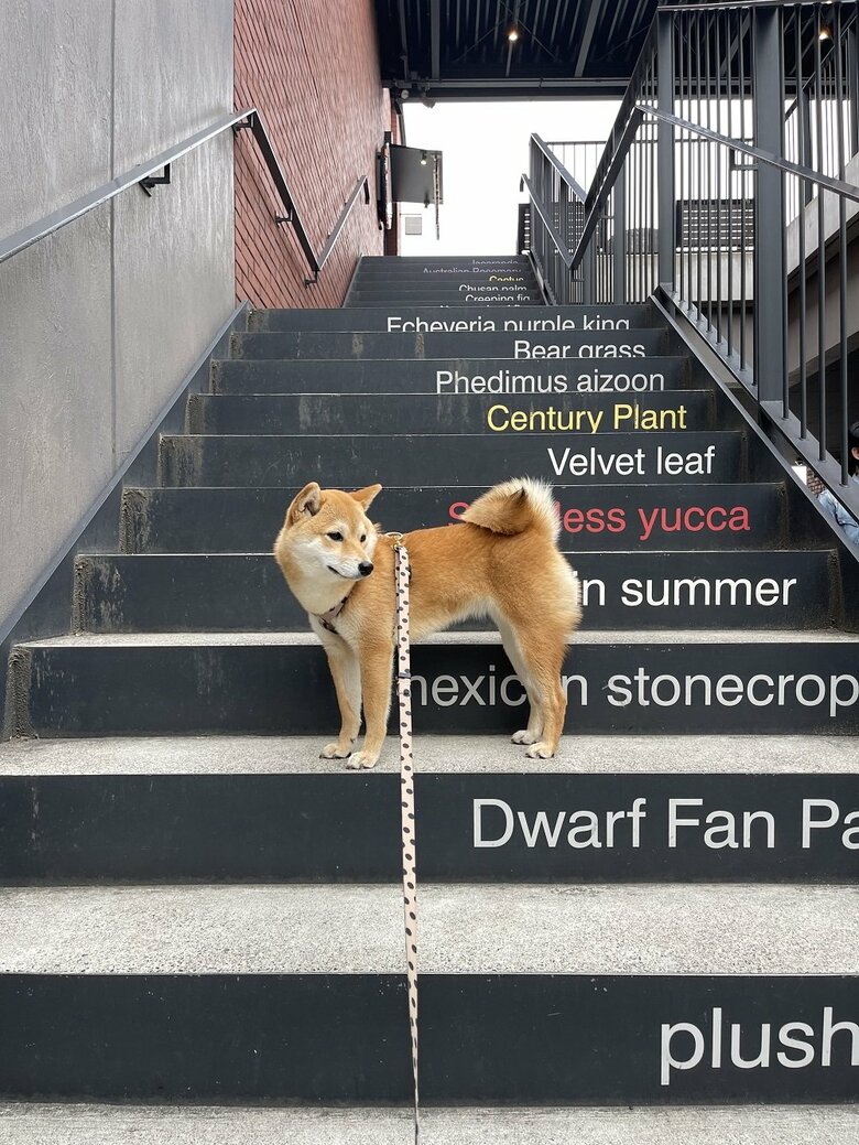 インスタ映え