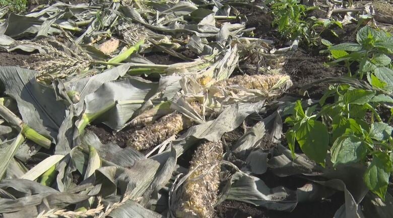 クマに食い荒らされたか
