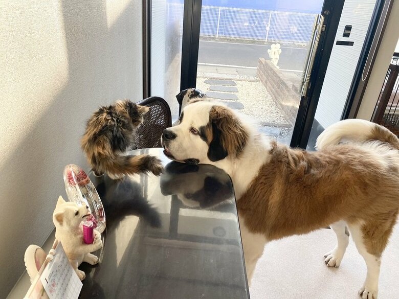 動き回るノエルちゃんについて回るグランくん