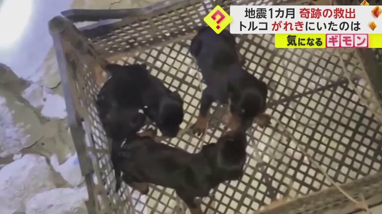 救助された3匹の子犬