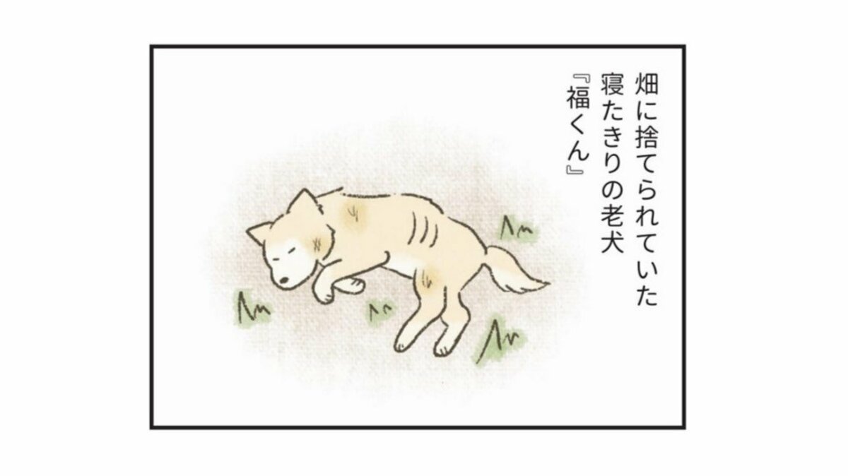 殺処分」の印象が強い場所で優しさに触れた、老犬「福くん」の物語