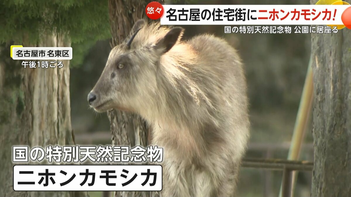 ニホンカモシカ”名古屋市の住宅街に…国の特別天然記念物が公園に居座る