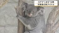 コアラ「こまち」がデビュー　多摩動物園から“お見合い”で来園したコアラを一般公開　愛くるしい姿に訪問者も歓声「かわいい」　兵庫・淡路島