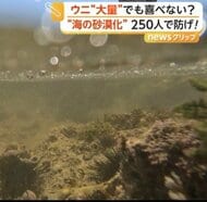 「取れた～！」高級ムラサキウニが海藻食べ尽くす“海の砂漠化”懸念…約250人が780kg超回収も身は小さく肥料へ　神奈川・逗子市