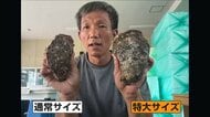猛暑でも岩ガキ豊漁！旬の味覚に“嬉しい異変”…手のひら超え“特大サイズ”も続々　水揚げ量2割増の産地も