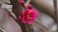 「ひと足早い春の訪れ」寒さ緩み 早咲きの梅が開花も、夕方からは落雷や突風に警戒を