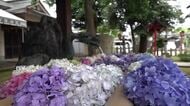 涼しげに浮かぶアジサイの花手水　鯖江市松阜神社