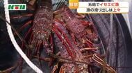 滑り出しよし！　五島でイセエビ漁解禁