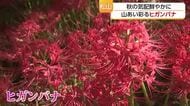 「非日常感がすごい」山あいに秋の風情　松山市窪野町でヒガンバナ見ごろ【愛媛】