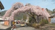 まるで桜のトンネルのよう…三重県大紀町で町の天然記念物『しだれ桜』が満開 夜間はライトアップも
