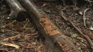 全長147センチ体重65キロのツキノワグマ　東京都内で初めての緊急銃猟　事例を検証して対策を推進へ