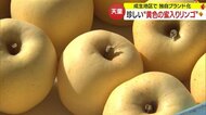 「黄色もすごくおいしいよ」　珍しい黄色の蜜入りリンゴ“プリンセスはるか”が収穫期迎える【山形発】