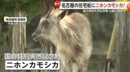 “ニホンカモシカ”名古屋市の住宅街に…国の特別天然記念物が公園に居座る　住宅庭で目撃情報も　警察が注意喚起「近寄らず、目を合わせないで」