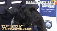 2歳のラブラドール　麻薬探知犬「プレッツェル号」デビュー　ほんの数秒で麻薬を見事に嗅ぎ当て　神戸港で密輸摘発の任務へ