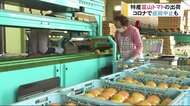 特産「富山トマト」の出荷始まる