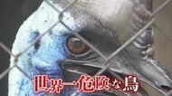 世界一危険な鳥「ヒクイドリ」が発する“恐怖の鳴き声”が話題 威嚇するのは4人の男性職員だけ!?【福岡発】