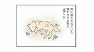 「殺処分」の印象が強い場所で優しさに触れた、老犬「福くん」の物語。保護犬・猫の命をつなぐ活動をするtamtamさんが新たな飼い主に求めること