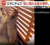 「少量でも死に至る可能性」人気小動物「マーモット」カフェで客が有害なチョコ食べさせる事件　エサのキャベツに隠し与えたか?大阪・守口市