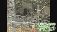 中国に返還 国内のパンダ“ゼロ”に 45年前には… 当時の“フィーバー”ぶりをもう一度 僅か2か月間で87万人が動物園に【福岡発】