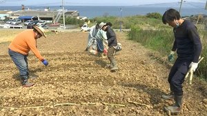 農業と漁業の両立を サトウキビで「半農半漁」提案【熊本】