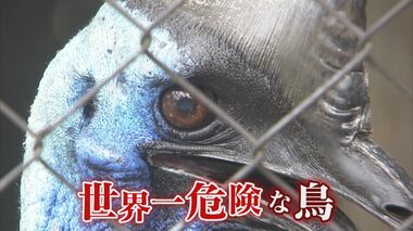 世界一危険な鳥「ヒクイドリ」が発する“恐怖の鳴き声”が話題 威嚇するのは4人の男性職員だけ!?【福岡発】
