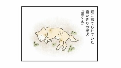 「殺処分」の印象が強い場所で優しさに触れた、老犬「福くん」の物語。保護犬・猫の命をつなぐ活動をするtamtamさんが新たな飼い主に求めること