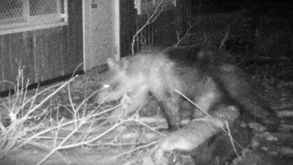 【ヒグマ速報】円山動物園に侵入したクマを駆除…箱わなに『体長113センチのオスグマ』連日出没繰り返していた個体か〈北海道札幌市〉