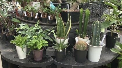 梅雨時期は「葉が溶けてなくなることも…」ガーデニング管理のポイントは“水分量” 【宮崎発】