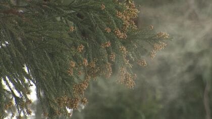 朝、ツラい！花粉症“モーニングアタック” 一気に悪化するくしゃみ・鼻水・鼻づまり…対策を医師に聞いた【福岡発】