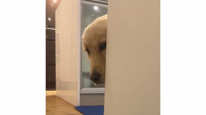 「大切なことを忘れておりませぬか」帰宅すると“ご機嫌ななめ”な愛犬が壁からひょっこり…ご飯がまだだった？状況を聞いた