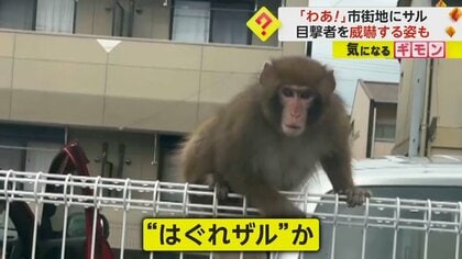 市街地にサルが出没　目撃者を威嚇する姿も　離れた山林で2つの群れを確認　“はぐれザル”か　佐賀・唐津市
