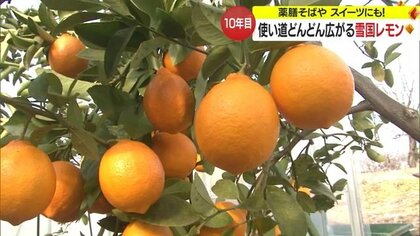 皮ごと食べられる「雪国レモン」香りの良さにパティシエも絶賛　スイーツはもちろん…ソバやかき揚げにも【山形発】