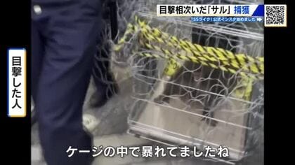 ついに捕獲！神出鬼没のサル　マンションから隣のビルへジャンプ！　広島市の市街地　　