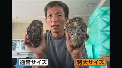 猛暑でも岩ガキ豊漁！旬の味覚に“嬉しい異変”…手のひら超え“特大サイズ”も続々　水揚げ量2割増の産地も