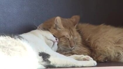 癒やしを届ける動物たち「わんにゃん＋マルシェ」10月19日（日）ＫＴＳ本社で開催！　