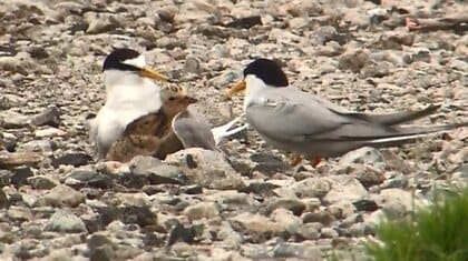 絶滅危惧種「コアジサシ」建物跡地に巣作り　ヒナが巣立ってほしい”天敵対策も強化【佐賀発】