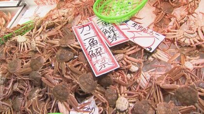 去年は“500万円”の初物ズワイガニ「輝」　“見た目”も重視　注目の価格！　【石川発】