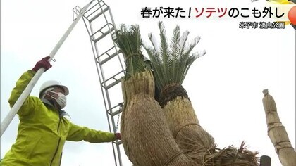 大正天皇ゆかりのソテツ　大雪乗り越え…春分の日を前に「こも外し」　桜の季節と共に雄大な姿（鳥取）