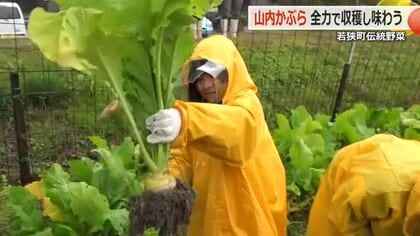 100年の伝統野菜「山内かぶら」収穫を子どもたちが体験　少し小ぶりも収穫量は去年並み　福井・若狭町　　