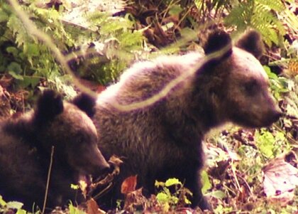 【北海道初のヒグマ緊急銃猟】通報からクマ駆除まで2時間余り＆周知徹底の難しさ＿前日には現場に近づきすぎた”野次馬”も…見えてきた課題と成果＜北海道札幌市＞