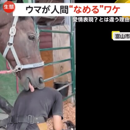 人間の背中を馬が一生懸命ペロペロ…愛情表現？おいしいから？ではなく…汗で塩分摂取の本能か　富山・芦峅ホースヴィレッジ