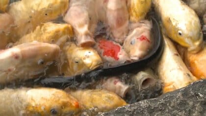 色鮮やかなコイの群れの中…池に突然現れた「ウナギ」　“第三のアイドル”誕生に期待も【岡山発】