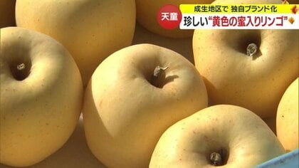 「黄色もすごくおいしいよ」　珍しい黄色の蜜入りリンゴ“プリンセスはるか”が収穫期迎える【山形発】