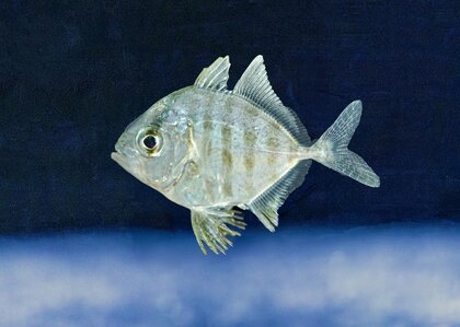 【沖縄美ら海水族館】世界初!ホシカイワリの繁殖に成功!