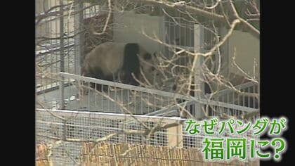 中国に返還 国内のパンダ“ゼロ”に 45年前には… 当時の“フィーバー”ぶりをもう一度 僅か2か月間で87万人が動物園に【福岡発】