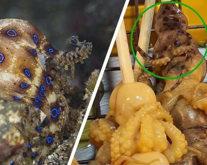 屋台の串焼きに殺人ダコ…タイ当局が注意喚起