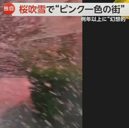 桜吹雪で“ピンク一色の街”　強風で例年以上に舞い散る　SNSでも「刺激的な桜吹雪」と話題に　中国・陝西省
