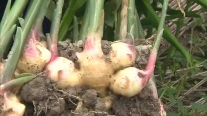 ２００グラムが約１．４キロに！津山市調理技術などを学ぶ高校生が地元特産のショウガを収穫【岡山】