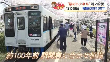 列車と「桜のトンネル」伊万里市・浦ノ崎駅 地域の人が守り続けてきた桜【佐賀県】