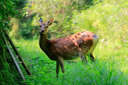 シカの分布拡大の影響でヤマビルの生息域も拡大(画像はイメージ)